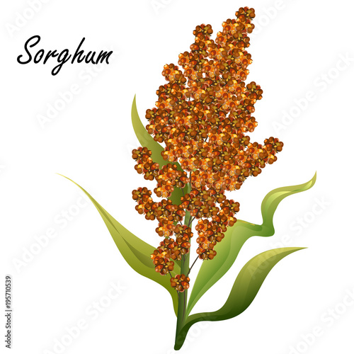 Sorghum (gaoliang, durra, milo, hegari, jowari, Sorghum bicolor). Hand drawn realistic vector illustration of green sorghum plant with brown seeds isolated on white background.