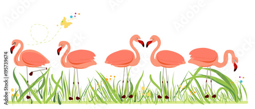 Flamingos. Exotic bird. Different poses
