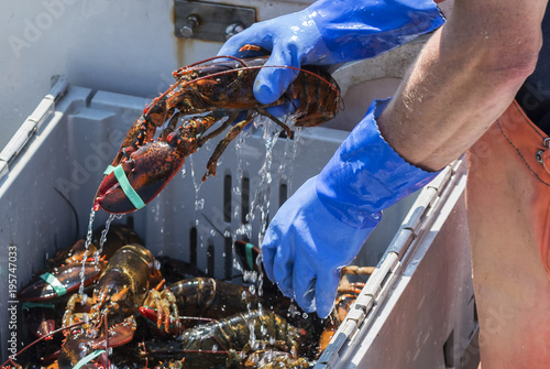 Water dripping off of a live lobster being held