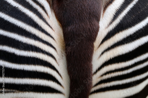 Okapi close-up detail