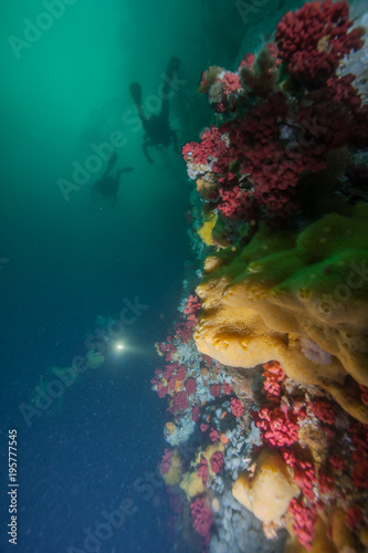 British Columbia Scuba Diving