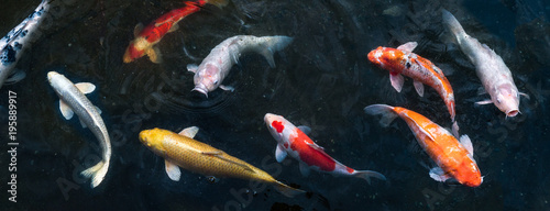 Koi schwimmen in einem Teich als Hintergrund Panorama