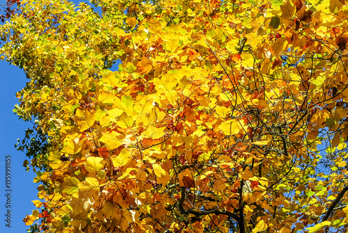 Tulip tree (Liriodendron tulipifera) in golden yellow autumnal splendor