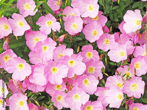 Meadow blanketed with pink evening primrose, oenothera speciosa, wildflowers. Top view, close-up