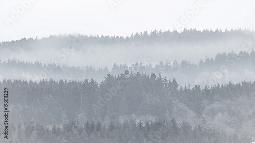 Rural winter foggy woodland landscape