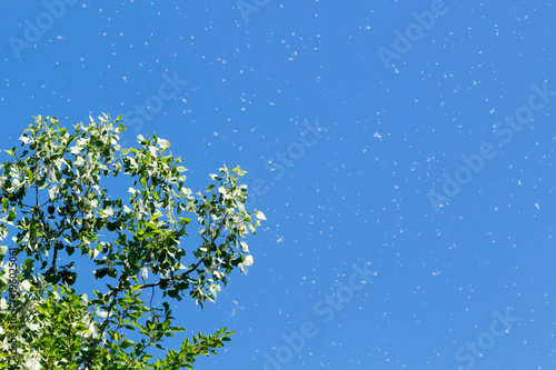 Bright blue summer sky with a cottonwood tree releasing its seeds. Concepts of summer, spring, happiness