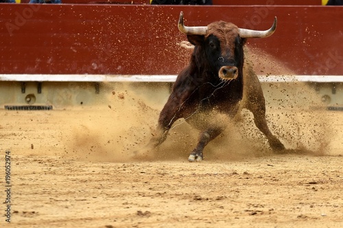 toro en plaza de toros de españa