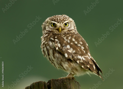 Close-up of a Little owl perching on a log