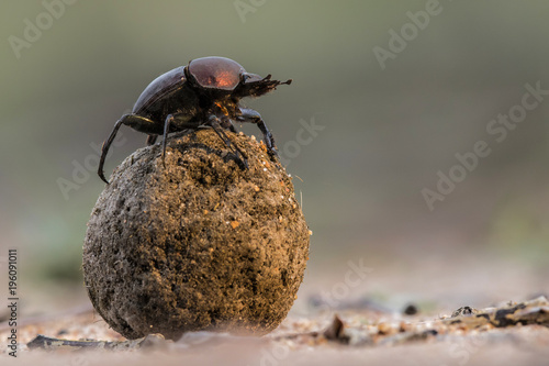 Dung beetle on his dung ball to impress the ladies in Sabi Sands GR, part of the greater Kruger region in South Africa 