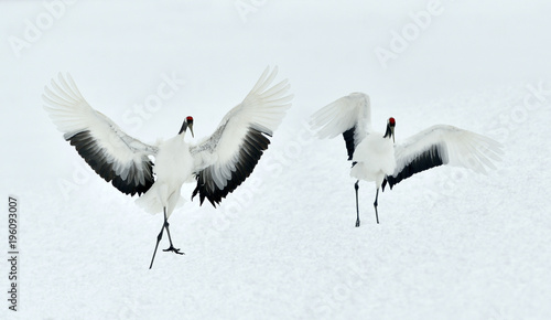 Dancing Cranes. The red-crowned crane (Scientific name: Grus japonensis), also called the Japanese crane or Manchurian crane, is a large East Asian crane. 