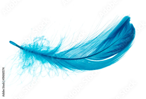 Beautiful blue feather on white background