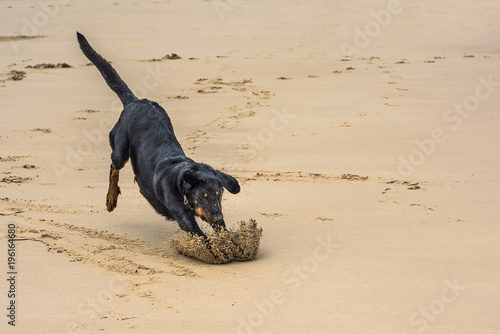  beauceron jouant sur la plage avec son frisbee
