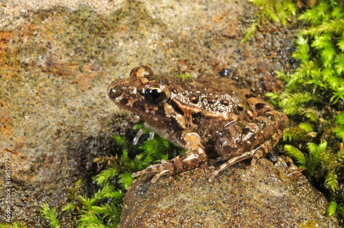 Iberischer Scheibenzüngler (Discoglossus galganoi) - Iberian painted frog