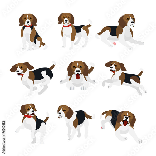 Vector illustration set of cute and funny beagle dog, lively actions, playing, jumping dogs in flat design.