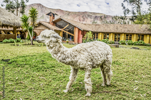 Alpaca in the Peruvian Andes
