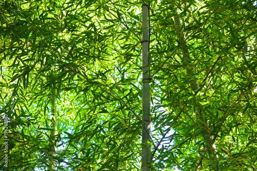 公園の竹林の風景7
