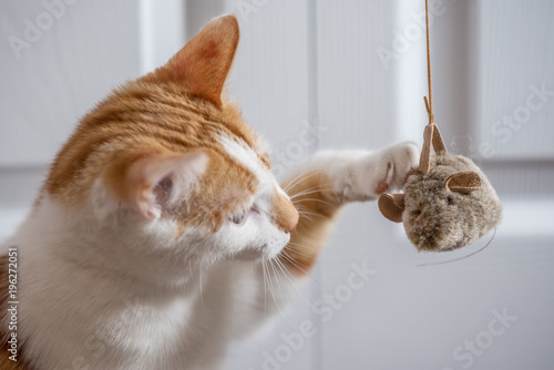 Cat Playing with toy mouse on a string