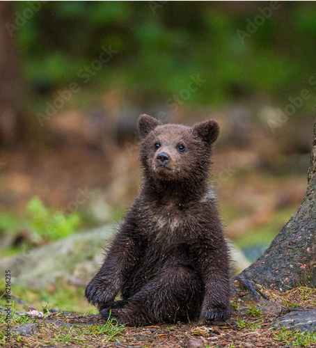 Funny bear cub sits on the ground in the forest. Summer. Finland.