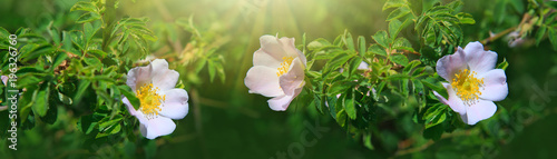 Sunlight on pink wild roses.