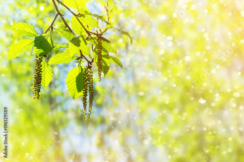 Spring background with branch with catkins of alder