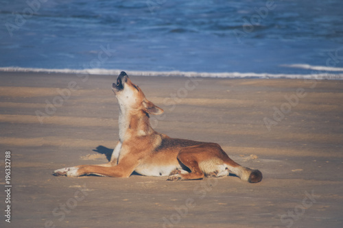 howling Dingo on Fraser Island, Queensland, Australia