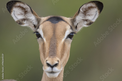 Portrait of free roaming female impala antelope