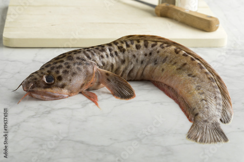  Fresh raw spotted wolffish