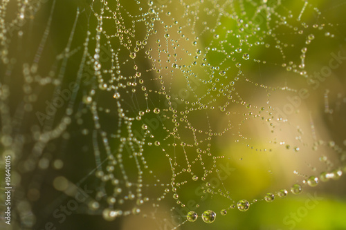 a beautiful arachnoid network strewn with shiny drops of rain or dew - like beads, a necklace