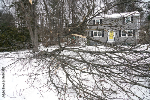 fallen tree during snow storm in front of the house
