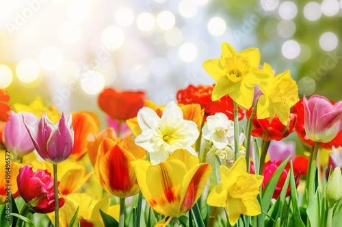 Bunte Blumen bringen den Frühling.