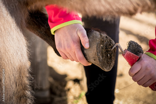 Horizontal View of a Girl Cleaning the Clog of a Horse with a Hoof Pick before Riding. Taranto, South of Italy