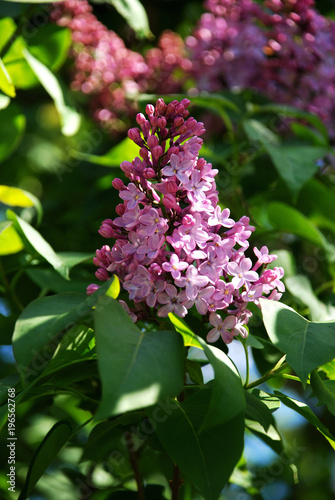 Fiore di lillà