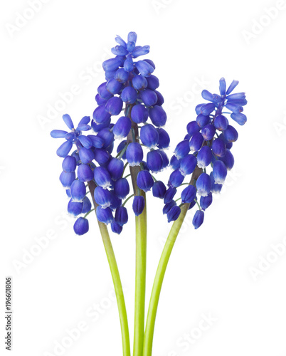 Three flowers of Grape Hyacinth isolated on white background.