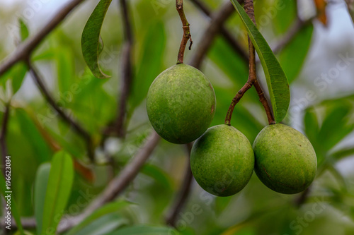 Frucht vom Zerberusbaum, Cerberusbaum, Cerbera odollam,