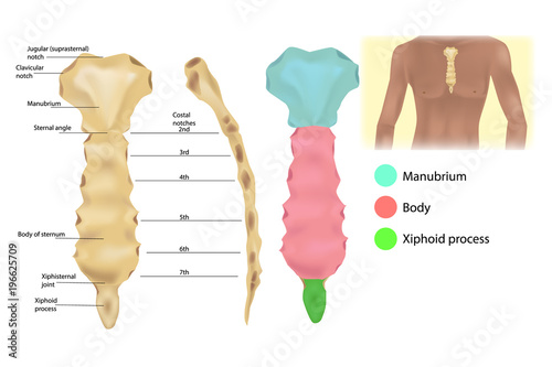  Sternum Anatomy - the articulations and parts of the sternum. Sternal manubrium (Manubrium sterni). Structure of the thoracic wall.