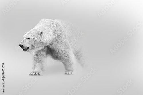polar bear walking out of the shadow into the light digital wildlife art white edition