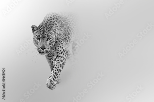 leopard walking out of the shadow into the light digital wildlife art white edition