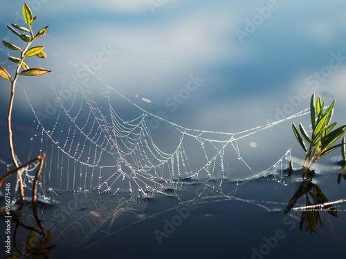 Spider's web on the water