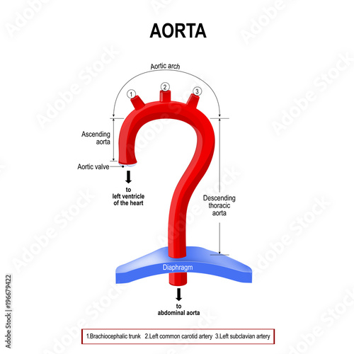 Schematic view of the aorta segments