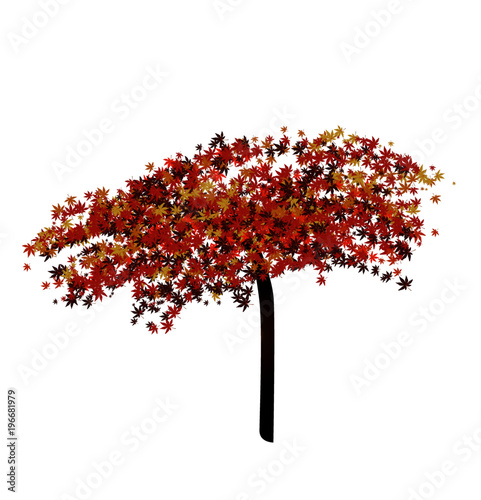 Simple Acer Tree