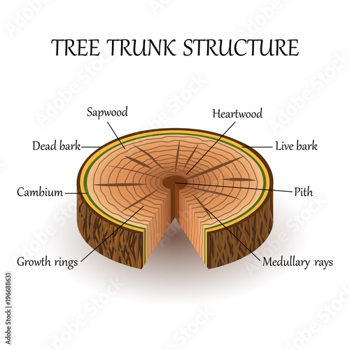 The structure of the slice of the tree layers in cross section. Education biology poster, vector illustration.