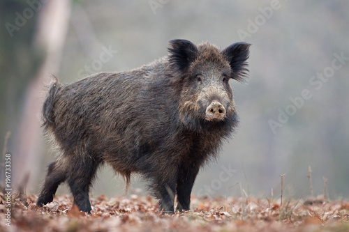 wild boar, sus scrofa, Czech republic