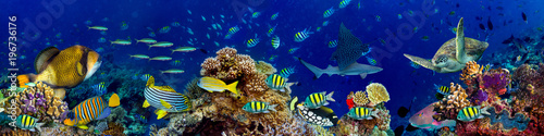 colorful wide underwater coral reef panorama banner background with many fishes turtle and marine life / Unterwasser Korallenriff breit Hintergrund