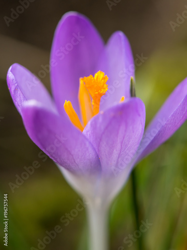 Closeup of a purple crocus blossom in the garden