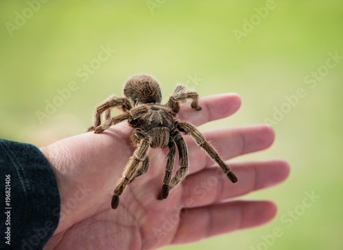 Hand holding a tarantula. Chilean rose hair tarantula (Grammostola rosea) is a common pet spider. Natural green background with copy space.