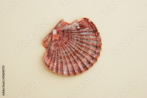 Scallop Shell Isolated on Neutral Ivory background. Close-up view. Summer and Holliday Concept.