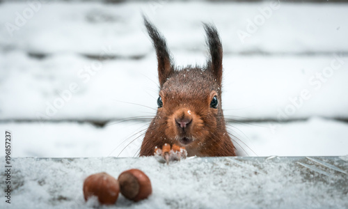 Eichhörnchen im Schnee