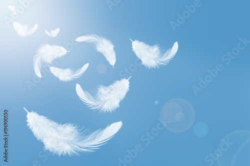 Abstract white feathers flying in the sky. Feather floating in heavenly. Swan feathers