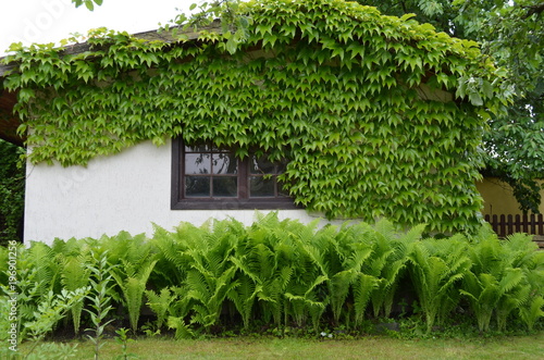 Mały biały domek zarośnięty winobluszczem zielonym, Parthenocissus tricuspidata