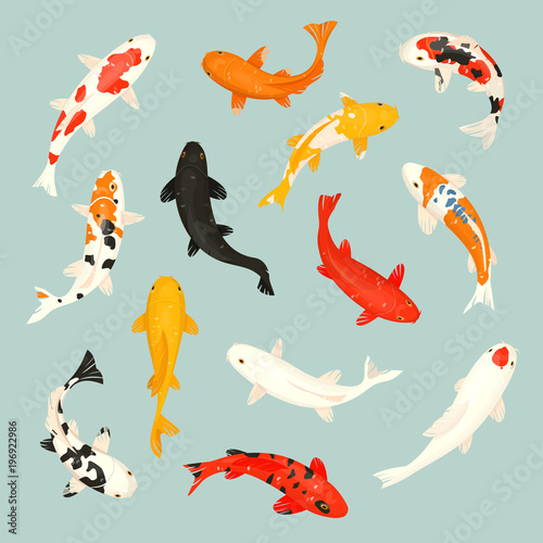 Koi fish vector illustration japanese carp and colorful oriental koi in Asia set of Chinese goldfish and traditional fishery isolated background